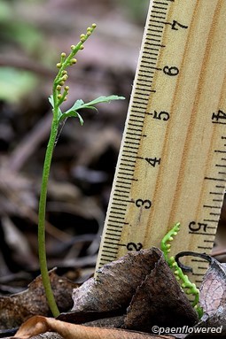 Plant form with ruler for scale